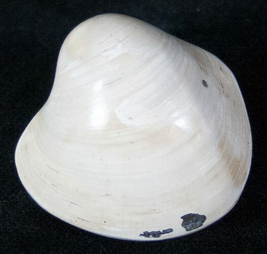 Polished Fossil Clam - Jurassic #12613
